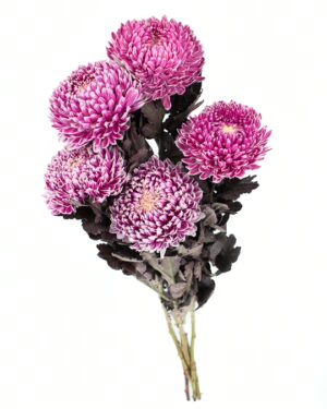 Chrysanthemum Disbud Mum Tinted Purple x5