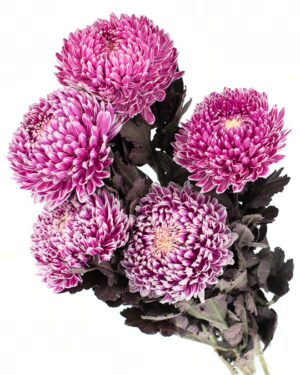 chrysanthemum disbud mum tinted purple flowers wa perth 2