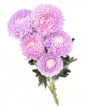 Chrysanthemum Disbud Mum Tinted Purple Light x5