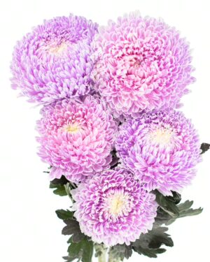 chrysanthemum disbud mum tinted purple light flowers wa perth 2