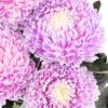 Chrysanthemum Disbud Mum Tinted Purple Light Flowers WA Perth