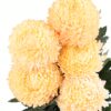 Chrysanthemum Disbud Mum Tinted Yellow Light Flowers WA Perth