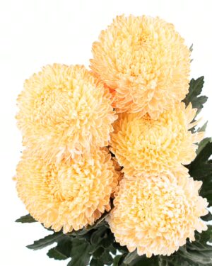 chrysanthemum disbud mum tinted yellow light flowers wa perth 2