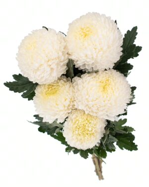 Chrysanthemum Disbud Mum White x5