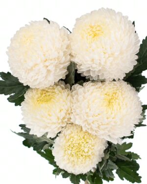 chrysanthemum disbud mum white flowers wa perth 2