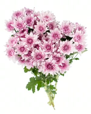 Chrysanthemum Nairobi x5