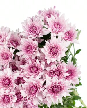 chrysanthemum nairobi pink pale flowers wa perth 2