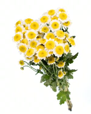 Chrysanthemum Sun Up x5