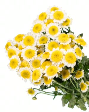 chrysanthemum sun up yellow flowers wa perth 2