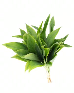 Cordyline Green Flowers WA Perth