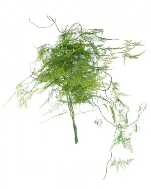 Fern Asparagus Green Flowers WA Perth