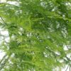Fern Asparagus Green Flowers WA Perth