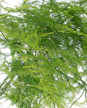 Fern Asparagus Green Flowers WA Perth