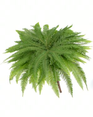 Fern Umbrella Green Flowers WA Perth