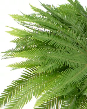 Fern Umbrella Green Flowers WA Perth