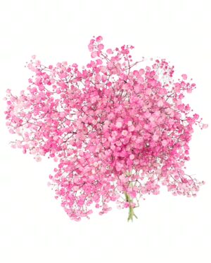 Gypsophila Excellence Tinted x5