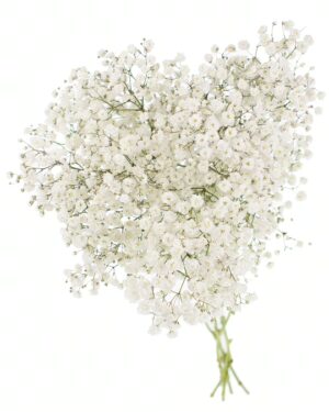 Gypsophila Excellence x5
