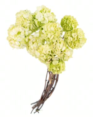 Hydrangea Green Light Flowers WA Perth