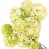 Hydrangea Green Light Flowers WA Perth