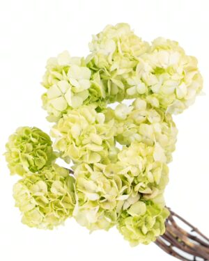 Hydrangea Green Light Flowers WA Perth