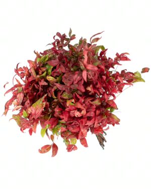 Nandina Red Light Flowers WA Perth