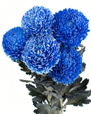 Chrysanthemum Disbud Mum Tinted Blue Flowers WA Perth