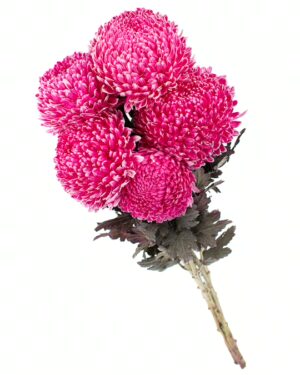 Chrysanthemum Disbud Mum Tinted Pink Deep Flowers WA Perth
