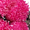Chrysanthemum Disbud Mum Tinted Pink Deep Flowers WA Perth