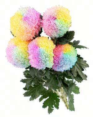 Chrysanthemum Disbud Mum Tinted Rainbow Flowers WA Perth