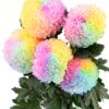 Chrysanthemum Disbud Mum Tinted Rainbow Flowers WA Perth