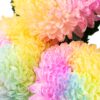 Chrysanthemum Disbud Mum Tinted Rainbow Flowers WA Perth
