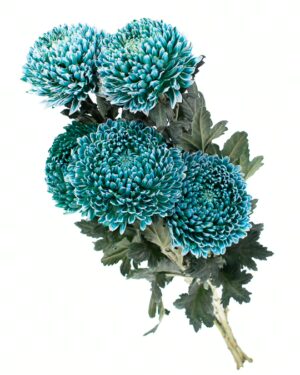 Chrysanthemum Disbud Mum Tinted Teal Flowers WA Perth