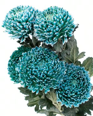 Chrysanthemum Disbud Mum Tinted Teal Flowers WA Perth
