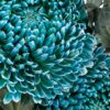 Chrysanthemum Disbud Mum Tinted Teal Flowers WA Perth