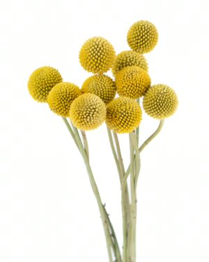 craspedia billy button yellow flowers wa perth 2