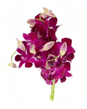 Dendrobium Orchid Purple Flowers WA Perth