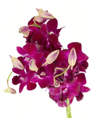 Dendrobium Orchid Purple Flowers WA Perth