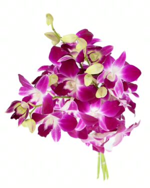 Dendrobium Orchid Purple White Flowers WA Perth