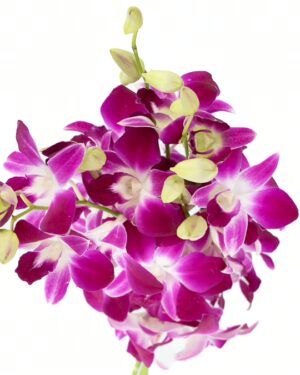 Dendrobium Orchid Purple White Flowers WA Perth