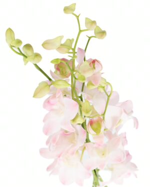 Dendrobium Orchid White Pink Soft Flowers WA Perth
