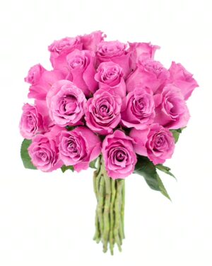 Rose Breathless Pink Flowers WA Perth