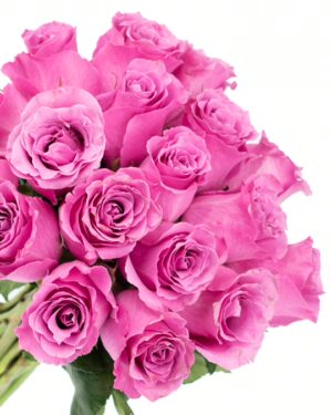 Rose Breathless Pink Flowers WA Perth