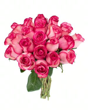 Rose Carousel Pink Hot Flowers WA Perth