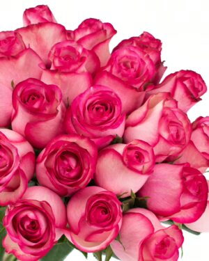 Rose Carousel Pink Hot Flowers WA Perth
