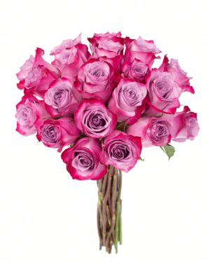 Rose Deep Purple Lavender Flowers WA Perth