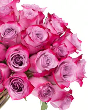 Rose Deep Purple Lavender Flowers WA Perth