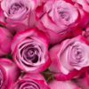 Rose Deep Purple Lavender Flowers WA Perth
