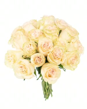 Rose Dynamic Green Flowers WA Perth