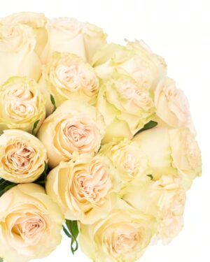 Rose Dynamic Green Flowers WA Perth