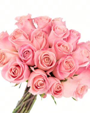 Rose Hermosa Pink Flowers WA Perth